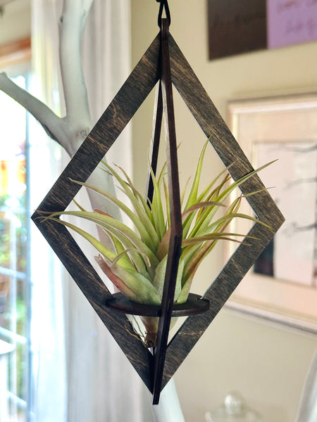 Handmade Large Diamond Cut Holder with Air Plant made in USA