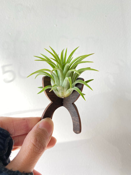 Handmade Hourglass Modern Stand with Air Plant