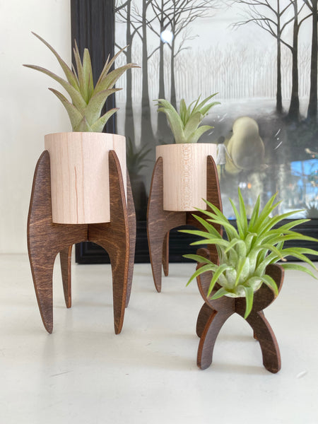 Handmade Large Modern Stand With Air Plant