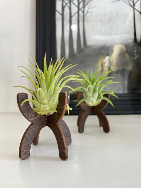 Handmade Hourglass Modern Stand with Air Plant