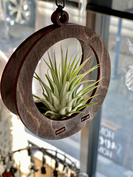 Handmade Wooden Circle Holder With Air Plant