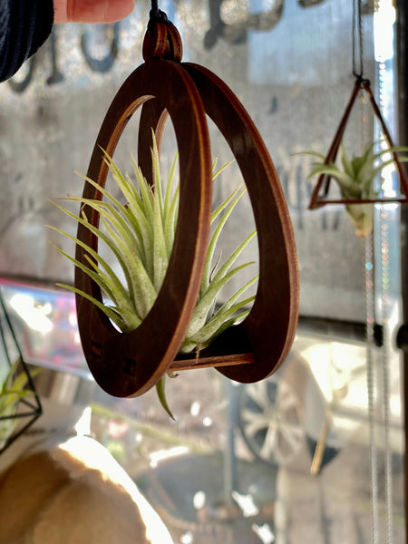Handmade Wooden Circle Holder With Air Plant