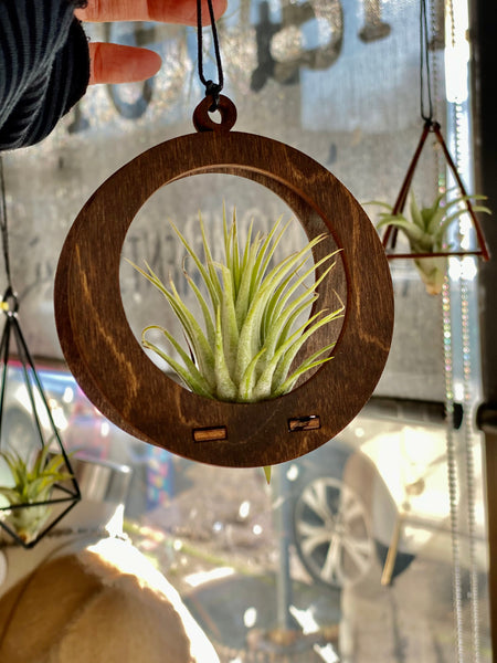 Handmade Wooden Circle Holder With Air Plant
