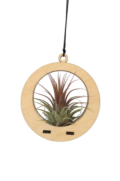 Handmade Wooden Circle Holder With Air Plant