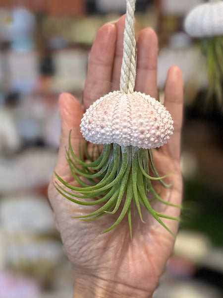 Hanging Sea Urchir Jellyfish Airplant