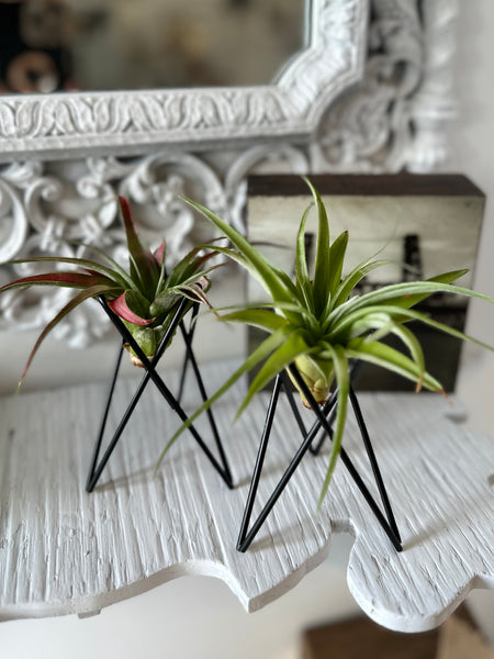 Metal Wire Air Plant Holder with Live Air Plant