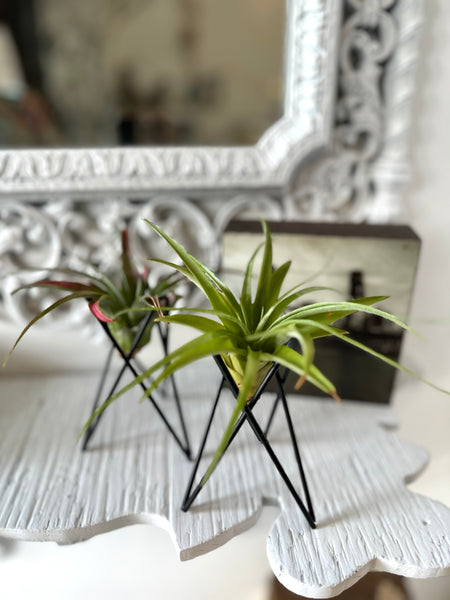 Metal Wire Air Plant Holder with Live Air Plant