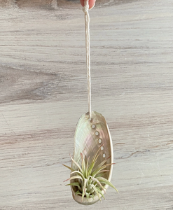 Abalone Shell Air Plant Holder With Plant