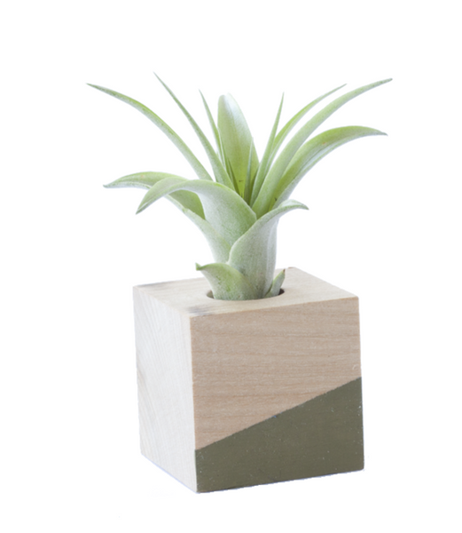 Cube Mordern Airplant Holder Stand/ Magnet