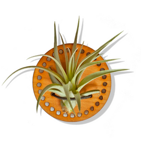 Magnet/ Wall Air Plant Holder