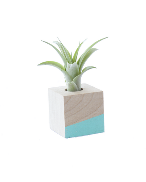 Cube Mordern Airplant Holder Stand/ Magnet