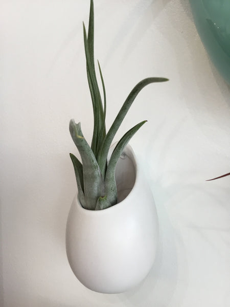 Large Ceramic Vase w/ Air Plant