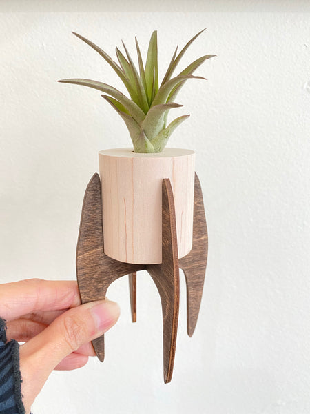 Large Modern Air Plant Stand