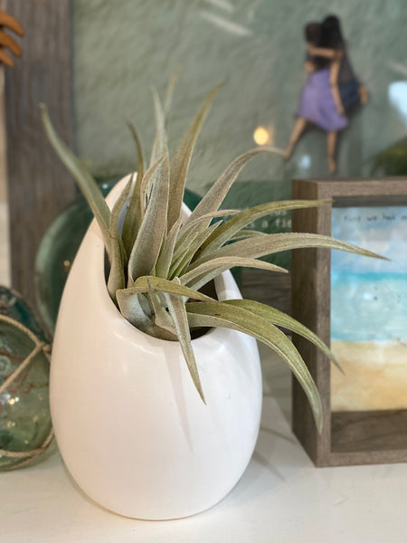 Large Ceramic Vase w/ Air Plant